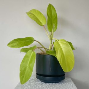 philodendron-malay-gold