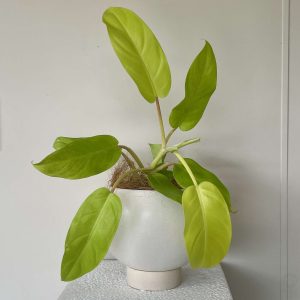 philodendron malay gold in white philodendron malay gold in white