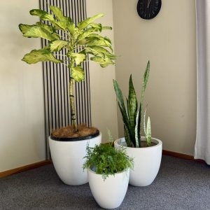 Meryta Sinclairii Moonlight | Variegated Puka