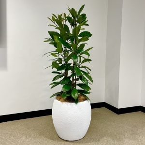 Large Ficus Louis in white