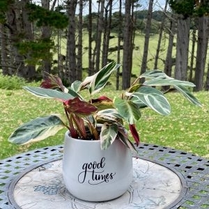 Stromanthe Triostar - Good Times