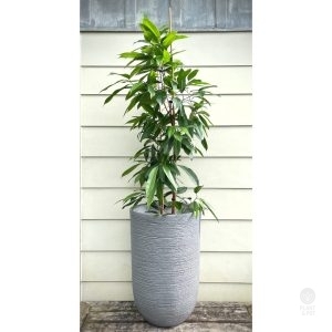 Tall Fig in Grey Eris