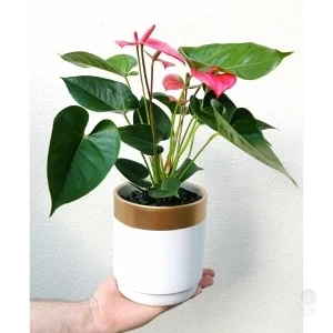 Anthurium Pink