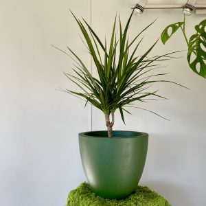 Dracaena Green
