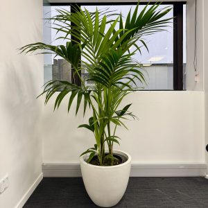 Large Kentia