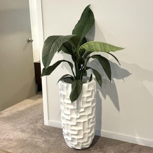 Peace Lily in Stellar