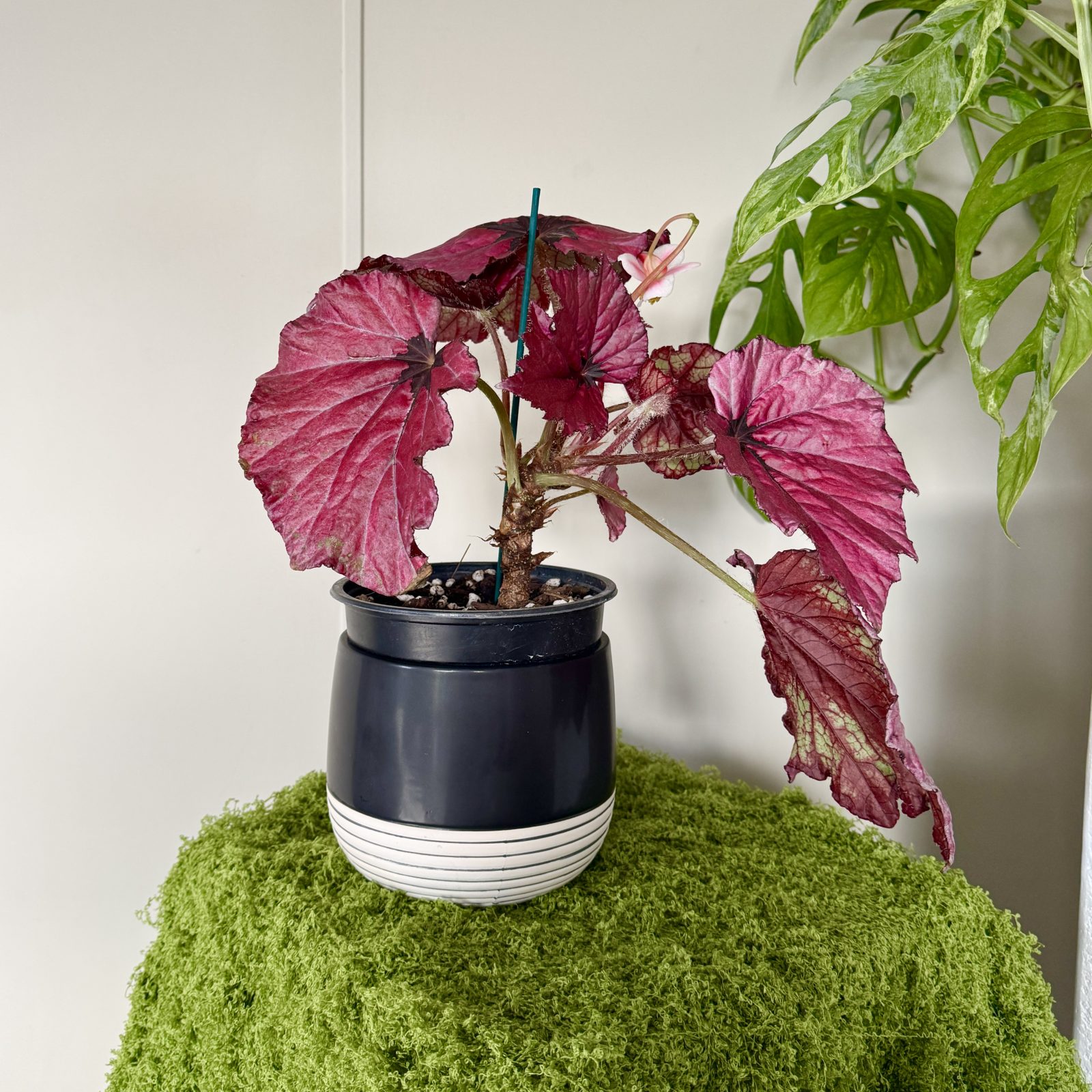 The Complete Guide to Plant Pot Sizes From Shopping to Watering