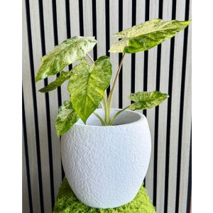 Alocasia Odora Batik Variegated