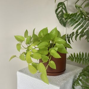 Neon Pothos in Brick Oslo