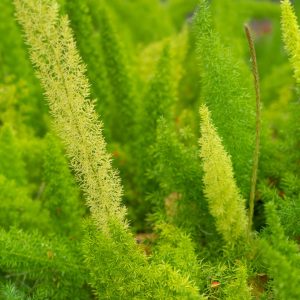 Foxtail fern close-up