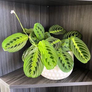 Maranta leuconeura (Prayer Plant)