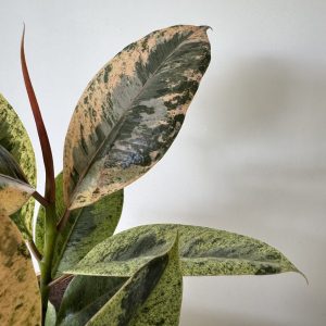 Ficus Shivereana close up Ficus Shivereana close up