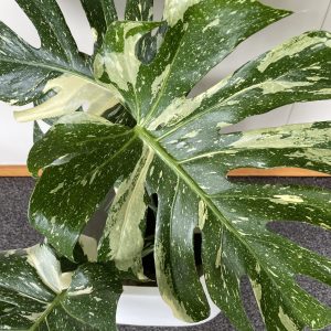 Monstera Thai Constellation close up Monstera Thai Constellation close up