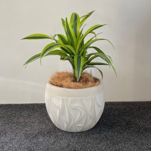 Dracaena Green Stripe in Sombrero
