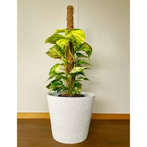 Golden Pothos on Native Ponga Pole in Moon Planter
