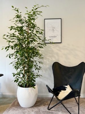 Weeping fig in Ceres Weeping fig in Ceres