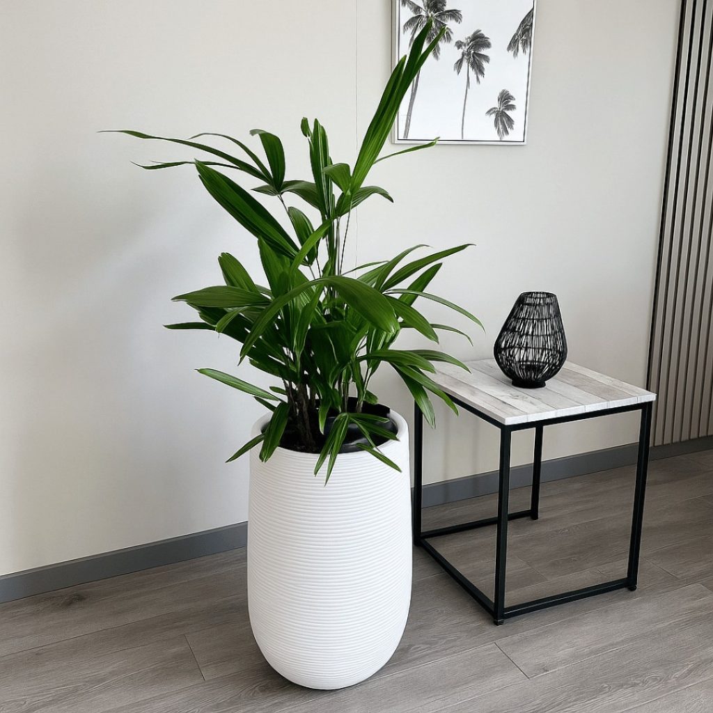 Indoor Lady Palm in a tall white ribbed pot beside a modern side table with a black lantern, displayed on a stylish grey wood floor with matching grey skirting board in a minimalist room.