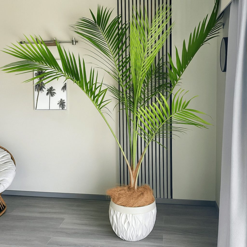 A large Majesty Palm in a textured white pot sits in a modern room with new grey wood flooring and matching grey skirting boards, creating a sleek, cohesive look that complements the plant’s lush green foliage.