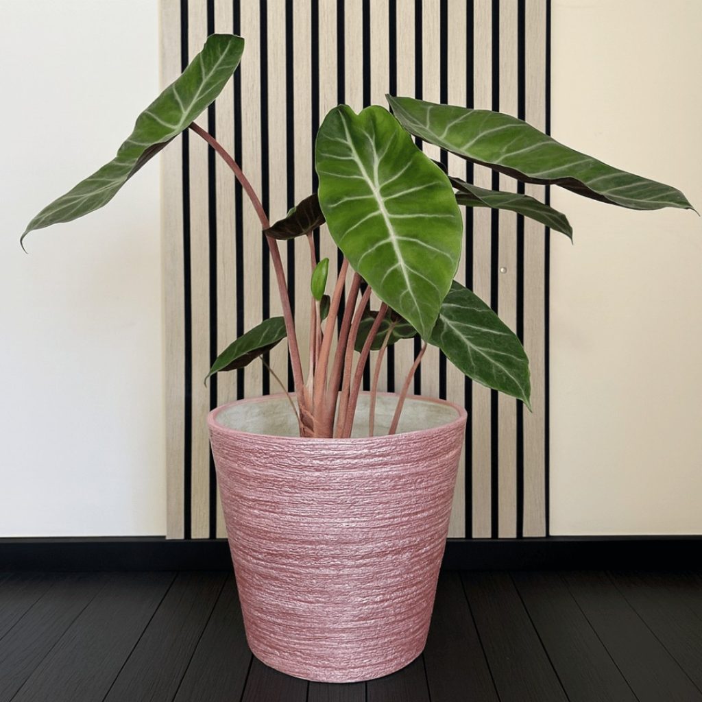 Alocasia Pink Dragon