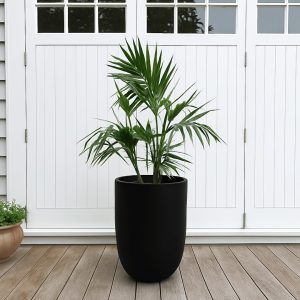 A tall potted palm plant in a matte black Bali planter placed on a wooden deck in front of white double doors, with natural daylight highlighting the sleek modern look.