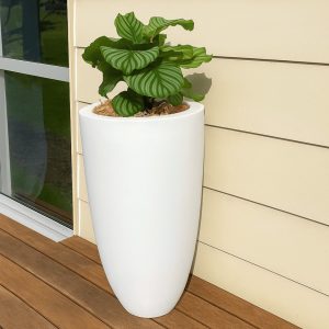 A Calathea orbifolia with broad green striped leaves sits in a tall white planter placed on a warm-toned wood decking, positioned beside a beige wall and a window, creating a modern and natural aesthetic.
