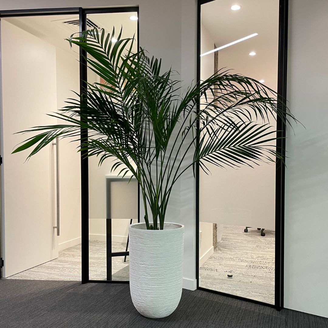 cat-palm-white-eris-planter