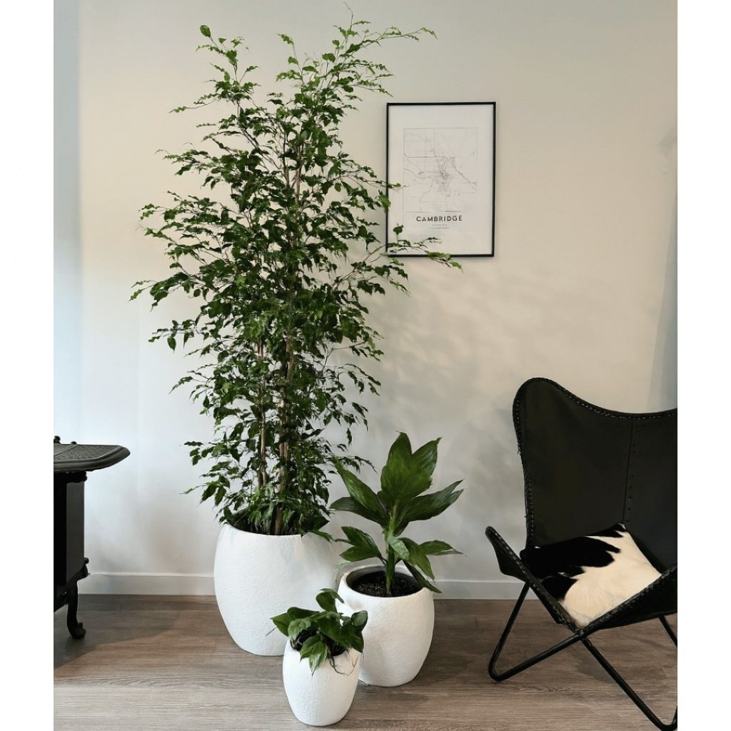 Ceres planter