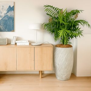 elegance palm in a textured white planter styled in a modern living room with light wood furniture and natural decor – premium indoor plant for New Zealand homes.