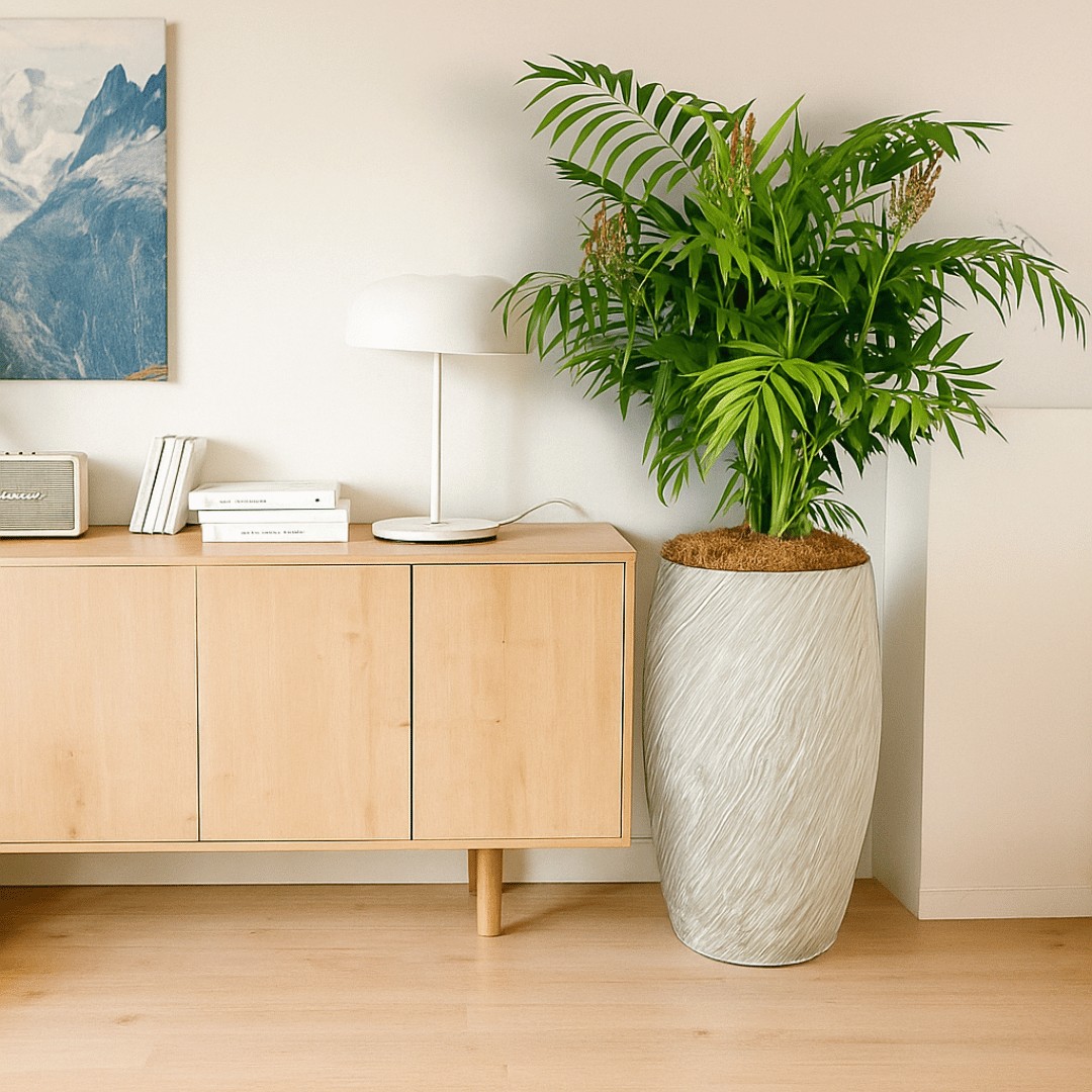 elegance palm in a textured white planter styled in a modern living room with light wood furniture and natural decor – premium indoor plant for New Zealand homes.