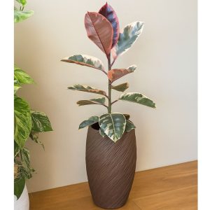 Variegated Rubber Plant (Ficus elastica 'Ruby') in a textured brown planter on a wooden floor against a neutral wall.