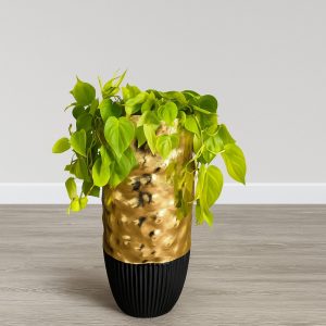 Heartleaf philodendron in a gold and black planter placed on a light grey wood floor with a plain neutral background, showcasing a clean and sophisticated aesthetic for interior decor.