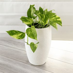 golden-pothos-neptune-planter