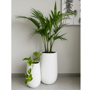 Kentia Palm and Golden Pothos in matching tall white Andromeda planters on a light stone floor.