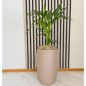 Elegant Kentia palm in a blush-textured Neptune planter placed against a modern striped wall, standing on a polished marble floor that complements the plant and pot’s natural tones.