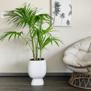 Kentia Palm in a white Moon planter placed beside a rattan chair on dark modern flooring in a minimalist room.
