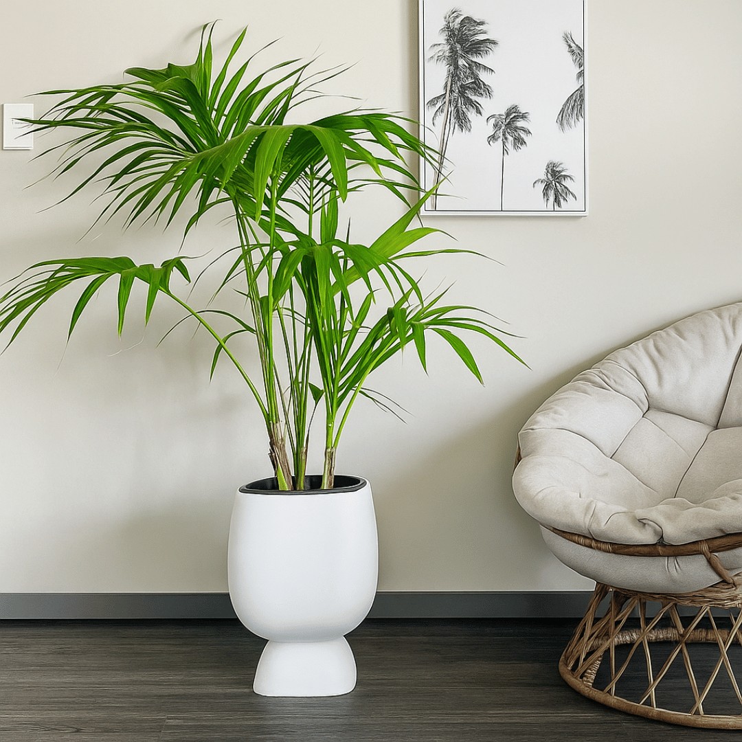Kentia Palm in a white Moon planter placed beside a rattan chair on dark modern flooring in a minimalist room.