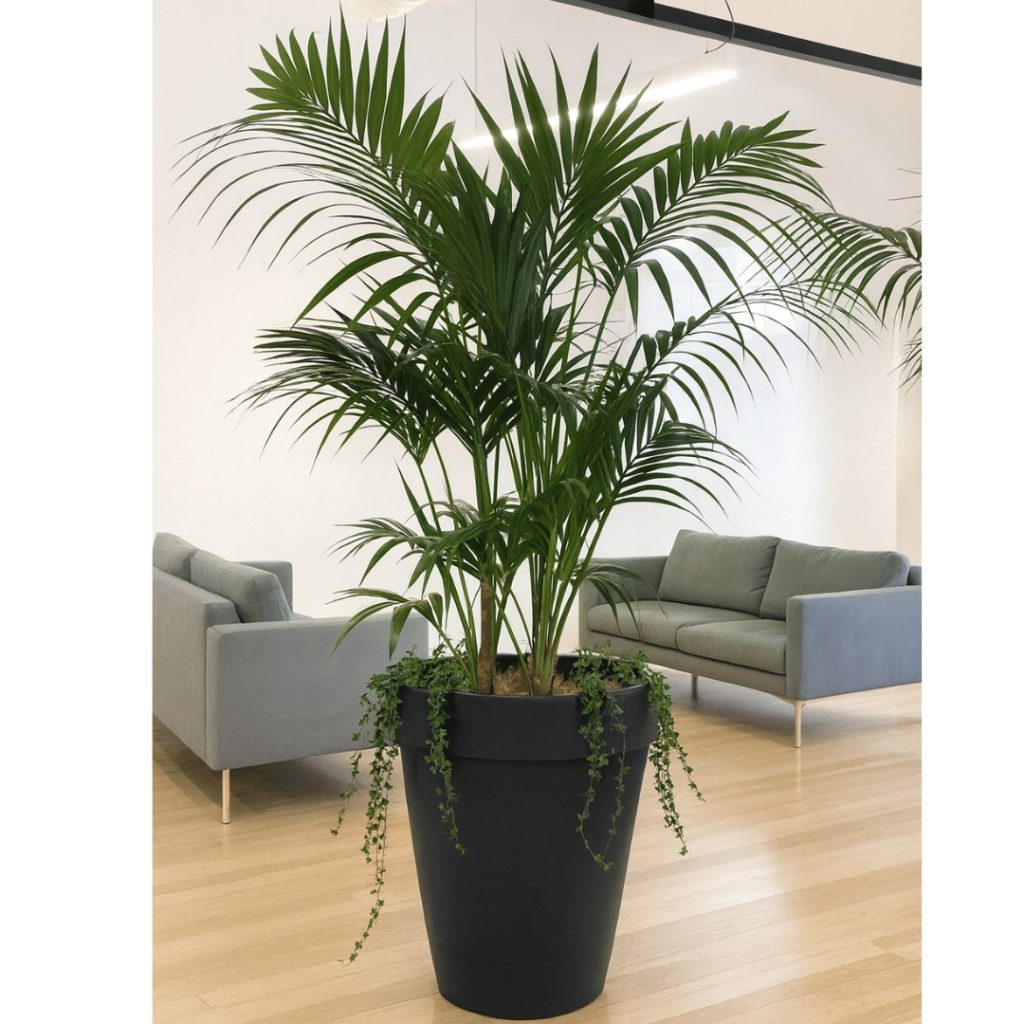 madrid- planter