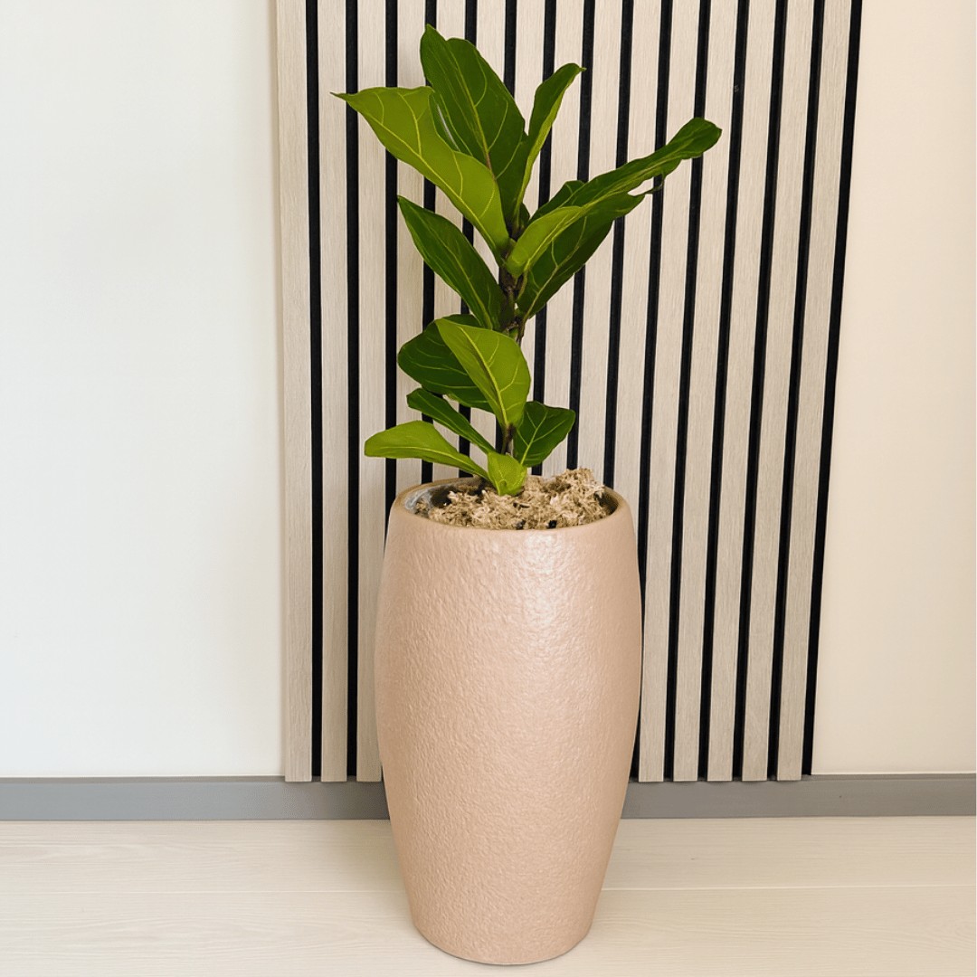 A vibrant Fiddle Leaf Fig displayed in our elegant Mocha Planter.