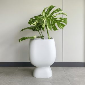 Monstera Albo Variegata in a modern white designer planter on a light stone floor.