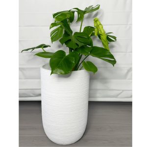 Monstera Deliciosa in a white textured Eris planter on a grey wooden floor with a clean white backdrop.