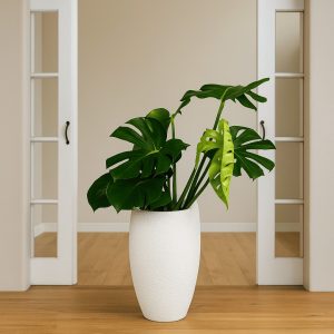 Large Monstera deliciosa in a white textured planter, styled in a bright modern interior with wooden flooring – premium indoor plant for New Zealand homes.
