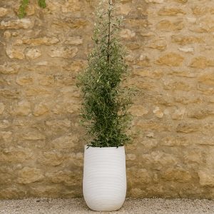 Olive tree in a tall white textured pot placed against a rustic beige stone wall with gravel flooring, evoking a natural Mediterranean outdoor look.
