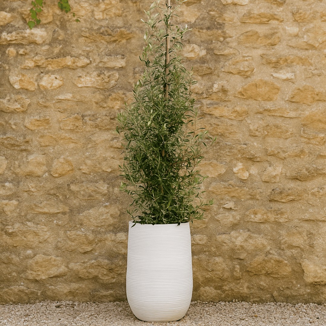 Olive tree in a tall white textured pot placed against a rustic beige stone wall with gravel flooring, evoking a natural Mediterranean outdoor look.
