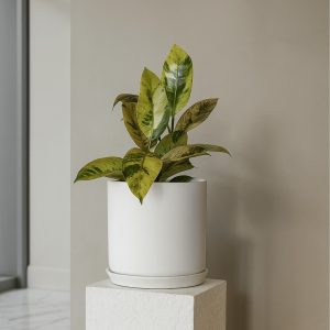 Variegated Ficus plant in a sleek white pot with saucer, displayed on a textured pedestal in a high-end interior design showroom with marble and oak flooring under soft natural daylight.