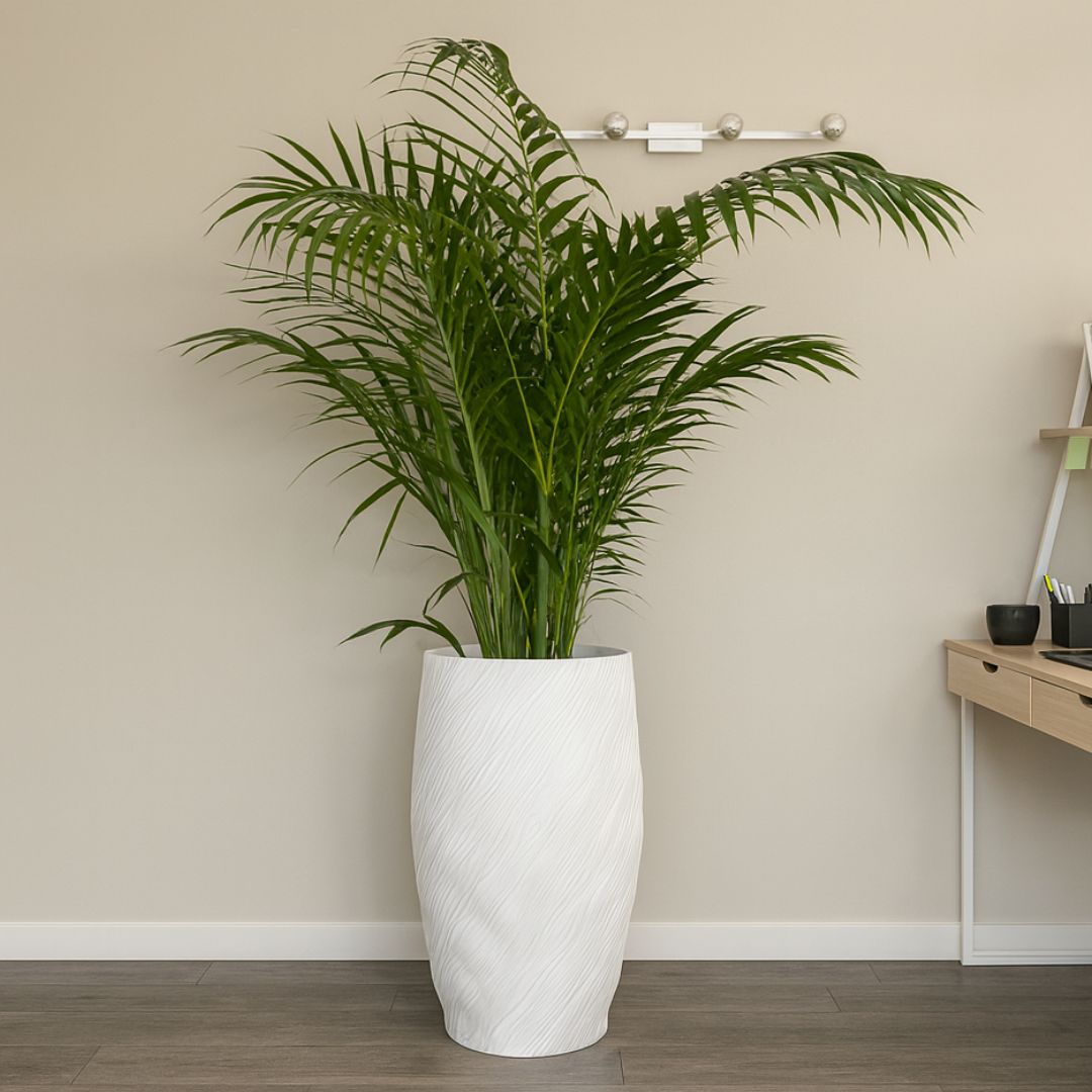 Chamaedorea-Hooperiana-Palm-in-Mars-Planter-