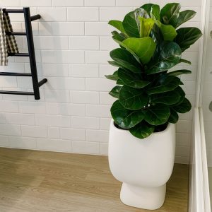 Fiddle Leaf Fig 'Bambino' in Moon