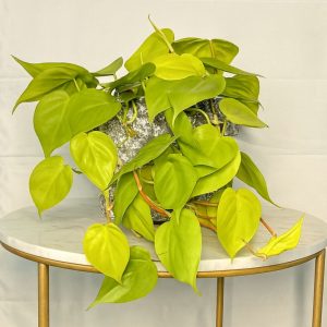 Philodendron-Lemon-