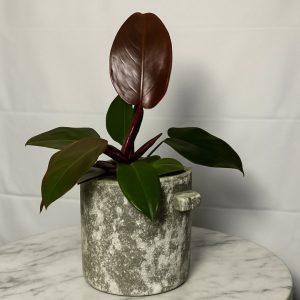Philodendron-red-congo-