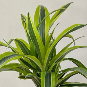 dracaena-jpg dracaena close up