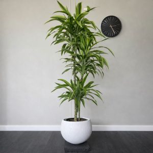 Tall Dracaena Lemon Lime with green striped leaves in white Saturn planter with black stand